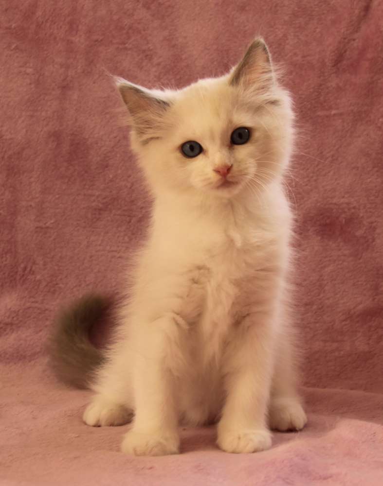 Bilbo